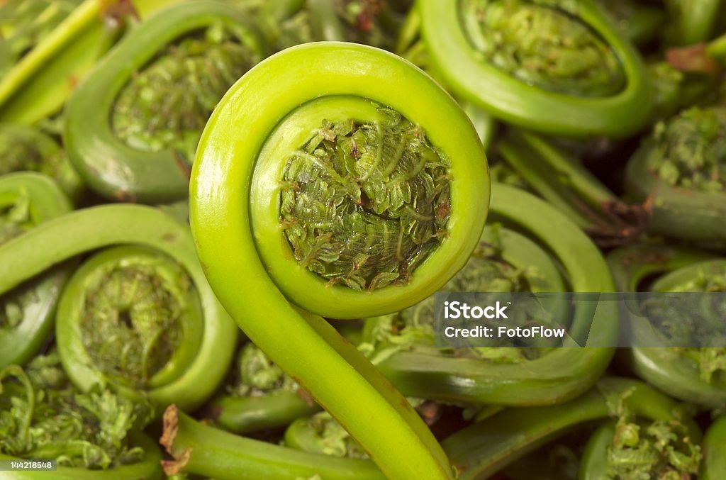 fiddlehead fern fiddlehead fern close up Beauty In Nature Stock Photo