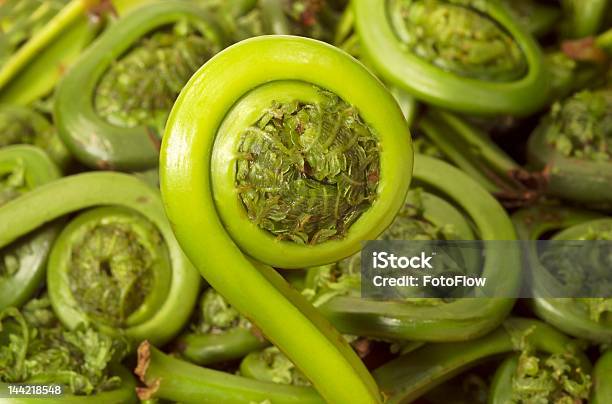 Fiddlehead Fern Stock Photo - Download Image Now - Beauty In Nature, Circle, Curve