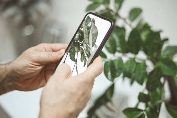 Mature man caring about his houseplants (mobile phone)