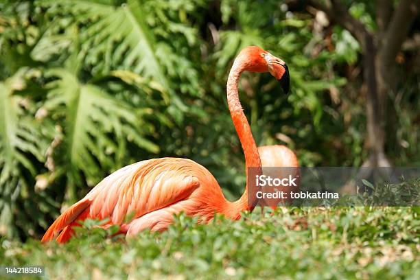 Arancio Intenso Fenicottero Con Grande Profondità Di Campo - Fotografie stock e altre immagini di Acqua