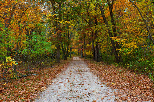 A hiking trail through the Autumn woods in Allaire State Park in New Jersey.