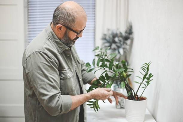 istock Mature man caring about his houseplants 1442186286