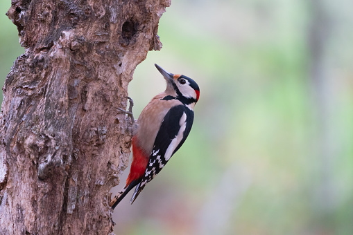 Red-headed Woodpecker (Melanerpes erythrocephalus) Vancouver Island, British Columbia, Canada