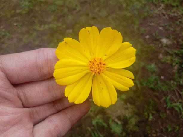 istock holding a bright yellow cosmos flower 1442187848