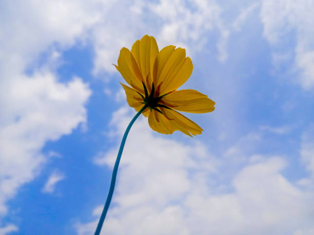 yellow cosmos flower  sky background