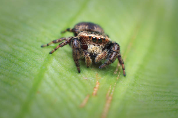 istock Closeup jumping spider on banana leaf background. selective focus. macro photography. 1442188355