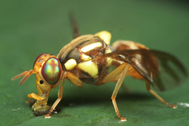 istock Macro shot of fruit fly. Selective focus. Macro photography. 1442188472