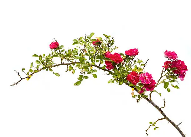 Wild pink roses, isolated on white, thorny branch; 