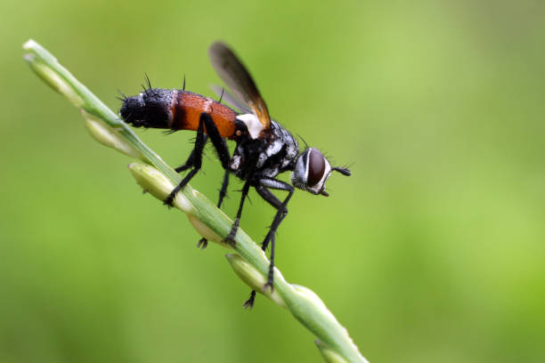 conopidae, comumente conhecidas como moscas de cabeça grossa. foco seletivo. fotografia macro. - fuzzy headed - fotografias e filmes do acervo