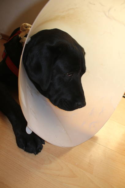 istock Black doggy macrophotography. Protective collar close-up. 1442189084