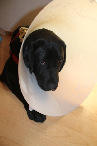 istock Black doggy macrophotography. Protective collar close-up. 1442189141