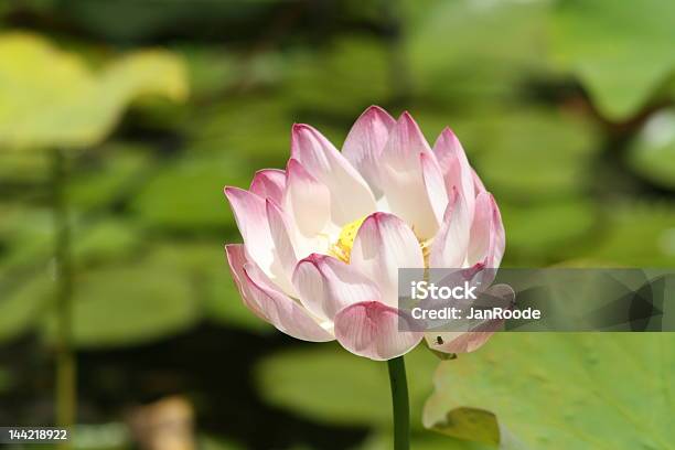 Lótus Rosa - Fotografias de stock e mais imagens de Alegoria - Alegoria, Ao Ar Livre, Budismo