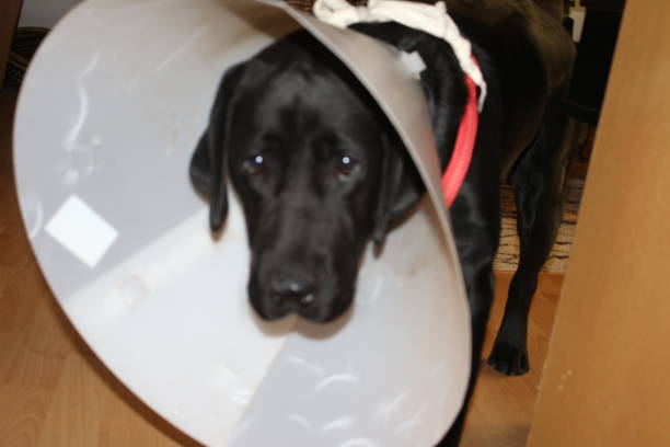 istock Black doggy macrophotography. Protective collar close-up. 1442189308