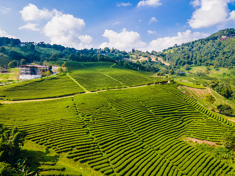 Landscape top view of tea plantation at Doi Mae Salong Chiang Rai, Thailand is Top tourist destinations and Landmark of Chiang Rai