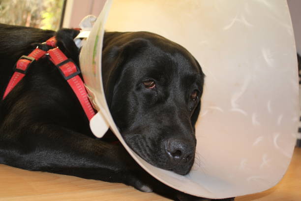 istock Black doggy macrophotography. Protective collar close-up. 1442190532