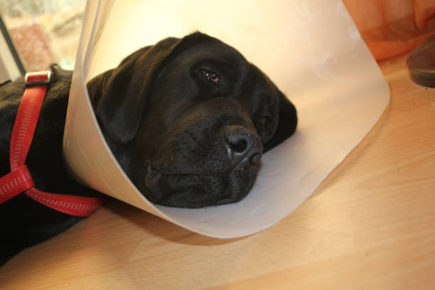 istock Black doggy macrophotography. Protective collar close-up. 1442190533