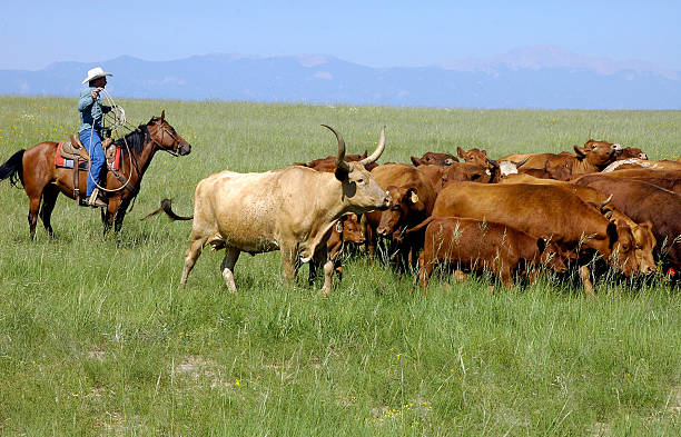 istock Man on a horse rounding up cattle over the field 144219065