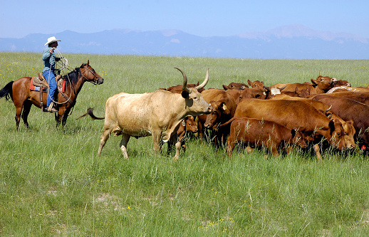 A cowboy rounds up cattle, including a long horn