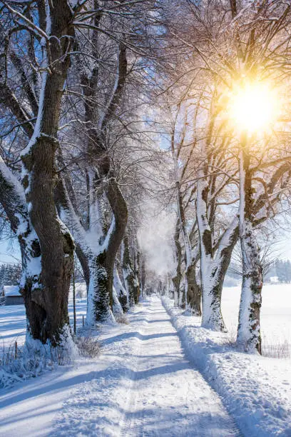 treelined footpath in winter with sunbeams