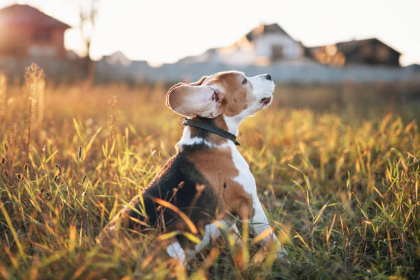 Cute beagle dog portrait Beagle breed dog sitting in the grass rising head against scenic sunset background barking animal sound stock pictures, royalty-free photos & images