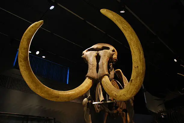 Prehistoric mammoth skeleton in museum(University in Zurich.