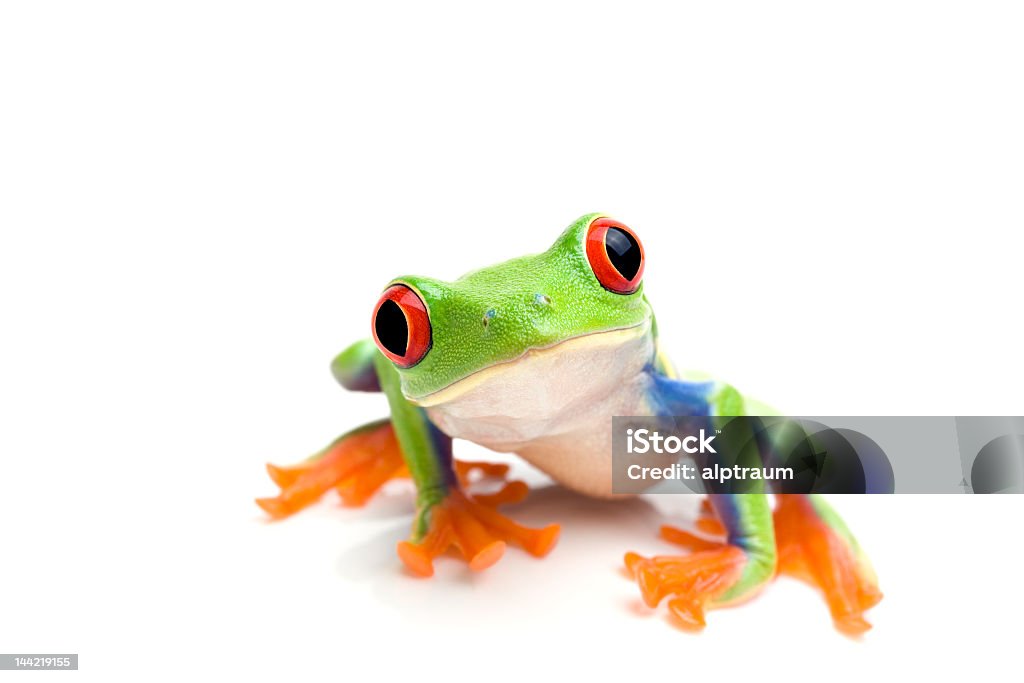 Close-up of a green tree frog on a white background http://www.alptraum.us/LB_frogs.jpg Frog Stock Photo Close-up of a green tree frog on a white background http://www.alptraum.us/LB_frogs.jpg Frog Stock Photo