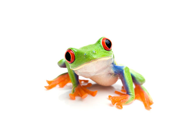 Close-up of a green tree frog on a white background stock photo
