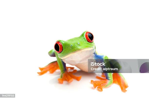 Closeup Of A Green Tree Frog On A White Background Stock Photo - Download Image Now