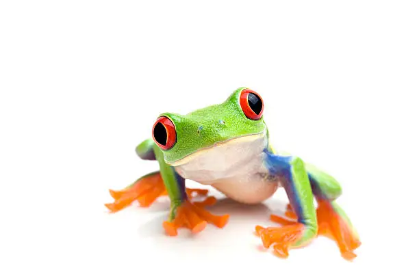 Photo of Close-up of a green tree frog on a white background