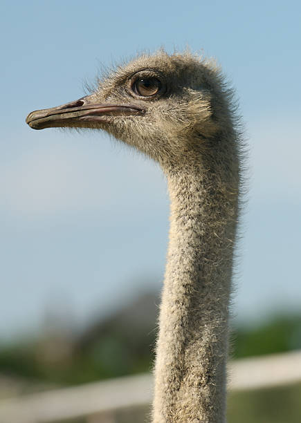 Profile of an Australian Ostrich stock photo