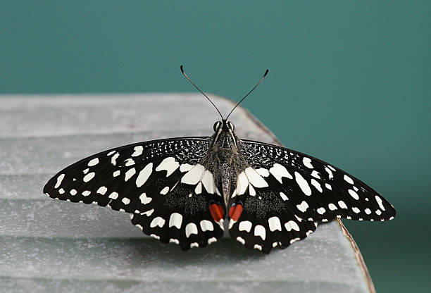 mariposa - foto de stock
