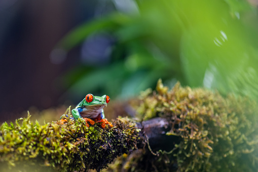 Red-eyed tree frog sitting on moss in rainforest.