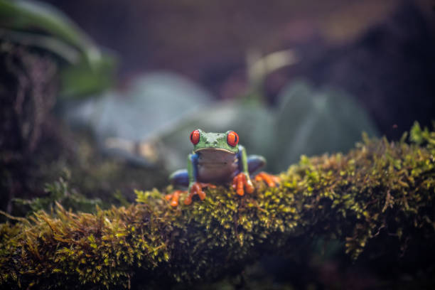 Red-eyed tree frog on moss Close-up of red-eyed tree frog sitting on moss in rainforest. red amphibian frog animals in the wild stock pictures, royalty-free photos & images