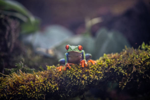 красноглазая квакша на мху - camouflage animal frog tree frog стоковые фото и изображения