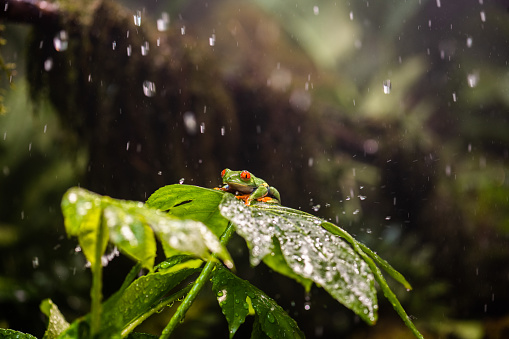 Close-up of red-eyed tree frog sitting on leaf in forest during rain.