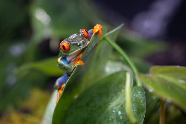 Colorful Tree Frogs Wallpapers