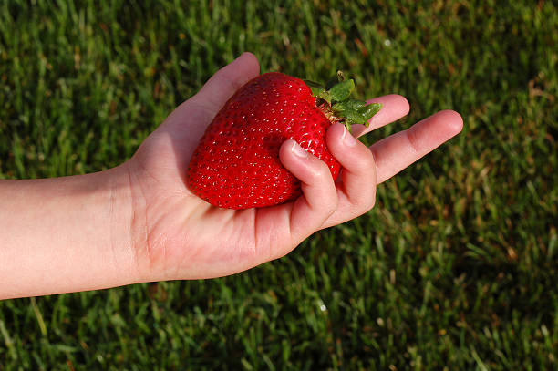 Free Stock Photo of Hand Holding Small Red Strawberry With Green Stem ...