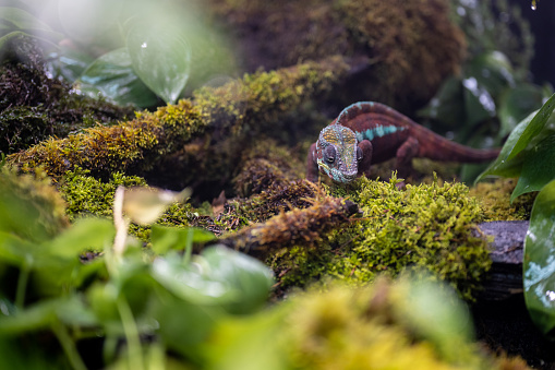 Chameleon crawling on mossy tree log in rainforest.