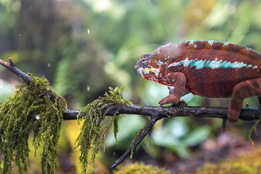 Close-up of chameleon crawling on mossy tree branch in rainforest.