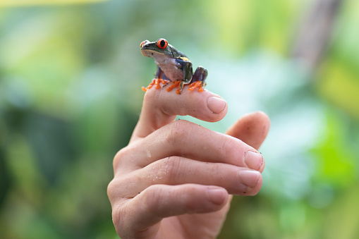Close-up of red-eyed tree frog sitting on human finger.