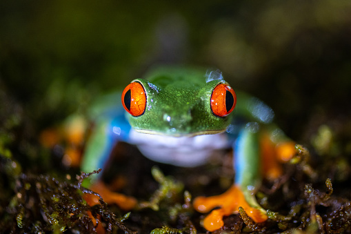 Close-up of red-eyed tree frog sitting in rainforest.