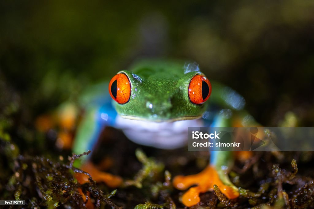 Red-eyed tree frog Close-up of red-eyed tree frog sitting in rainforest. Animal Stock Photo