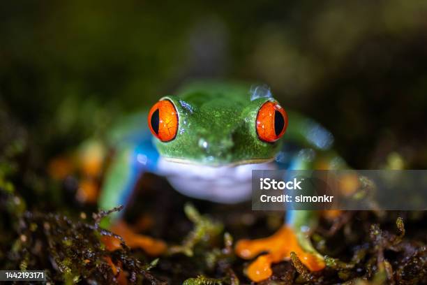 Redeyed Tree Frog Stock Photo - Download Image Now - Animal, Animal Behavior, Animal Themes