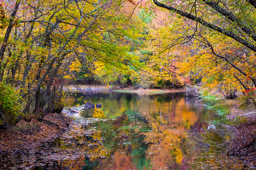 Colorful Autumn reflections on this pond in Allaire State Park in New Jersey.