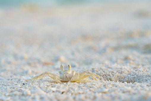 close up of a ghost crab on white sand beach in maldives islands, indian ocean.