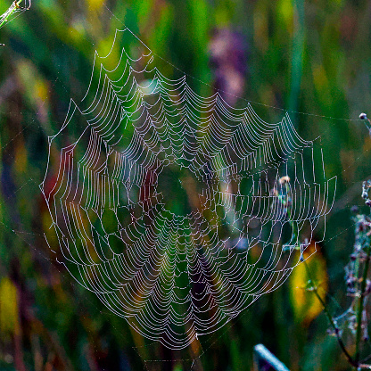 Spider Webs at Wakodahatchee Wetlands