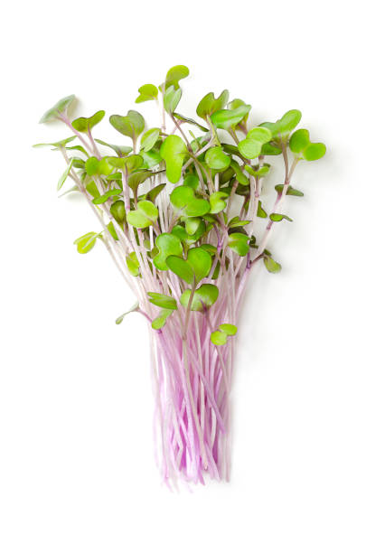 Bunch of red cabbage microgreens, also purple cabbage, red or blue kraut stock photo