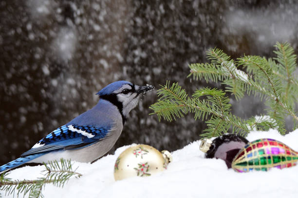 Colorful Blue Jay bird in the snow
