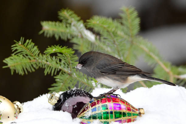 istock Dark-eyed Junco bird in the snow 1442194804