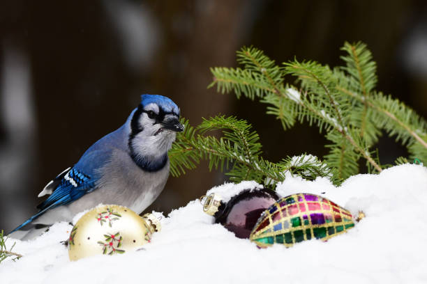 istock Colorful Blue Jay bird in the snow 1442194915